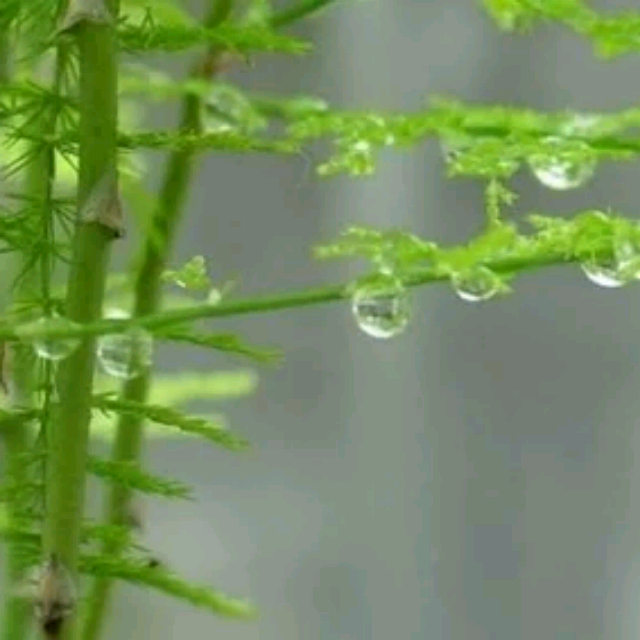 三月里的小雨