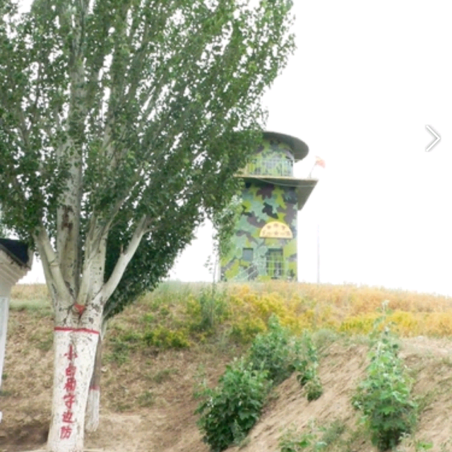 小白杨